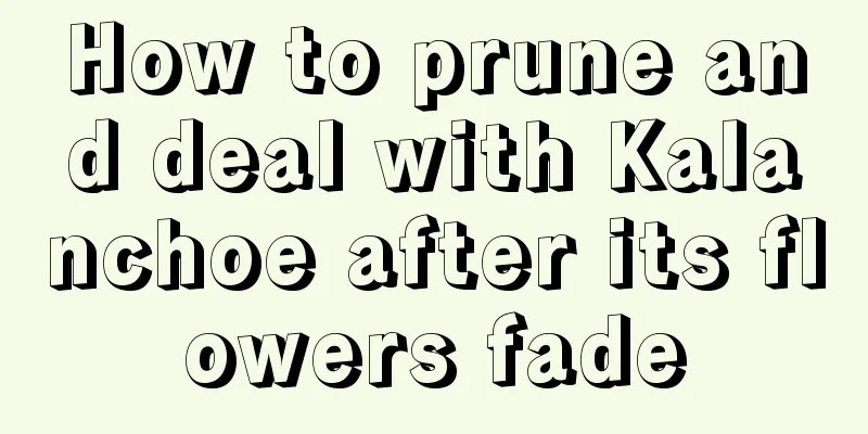 How to prune and deal with Kalanchoe after its flowers fade