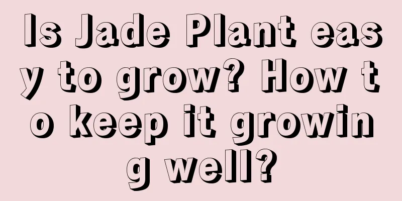 Is Jade Plant easy to grow? How to keep it growing well?