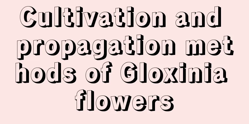 Cultivation and propagation methods of Gloxinia flowers