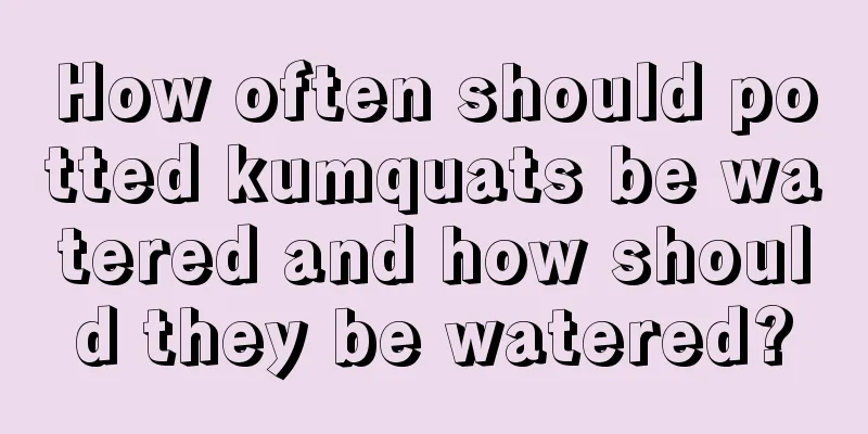 How often should potted kumquats be watered and how should they be watered?