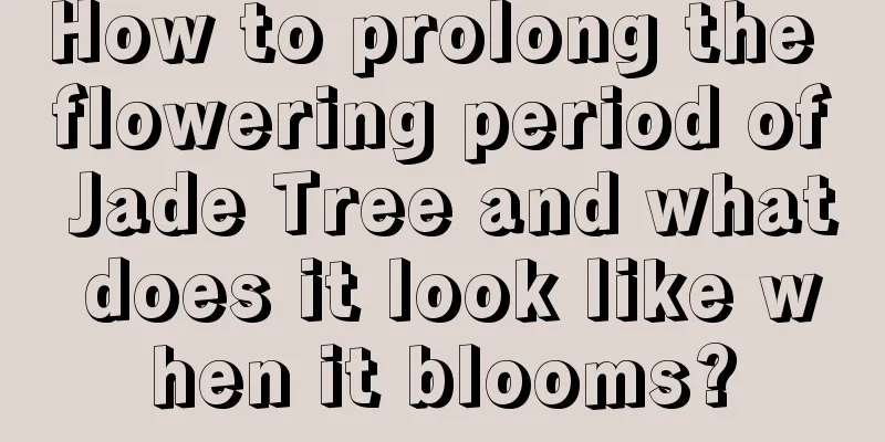 How to prolong the flowering period of Jade Tree and what does it look like when it blooms?