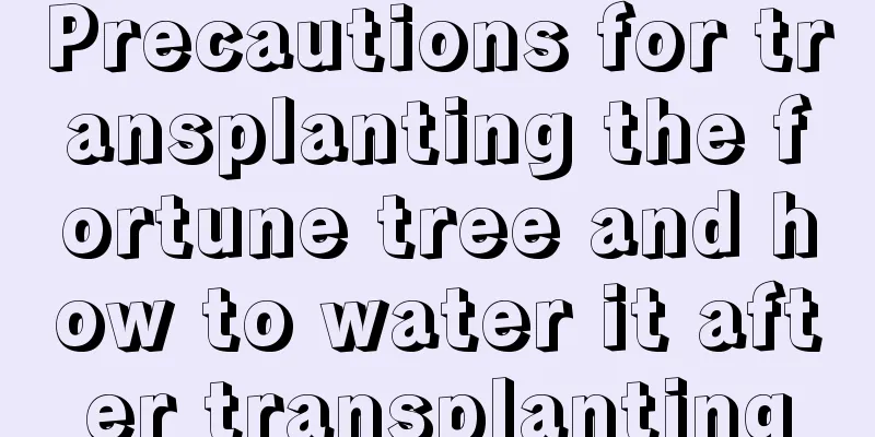 Precautions for transplanting the fortune tree and how to water it after transplanting