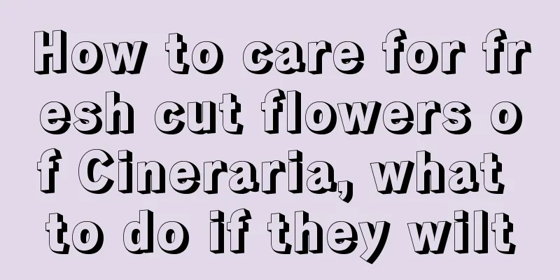 How to care for fresh cut flowers of Cineraria, what to do if they wilt