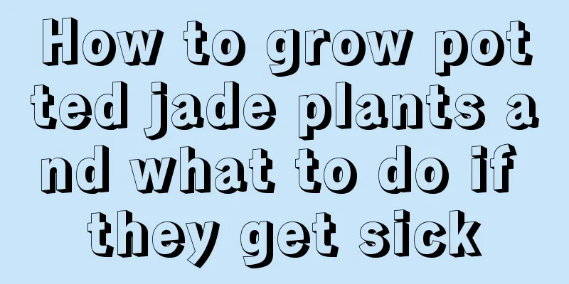 How to grow potted jade plants and what to do if they get sick