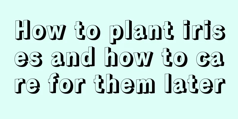 How to plant irises and how to care for them later