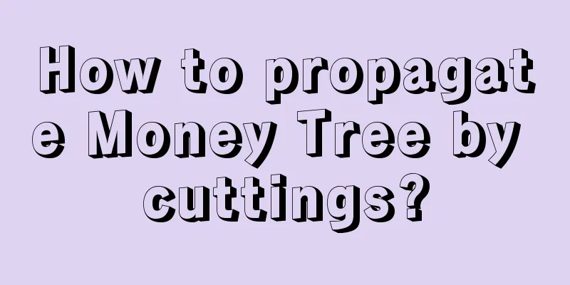 How to propagate Money Tree by cuttings?