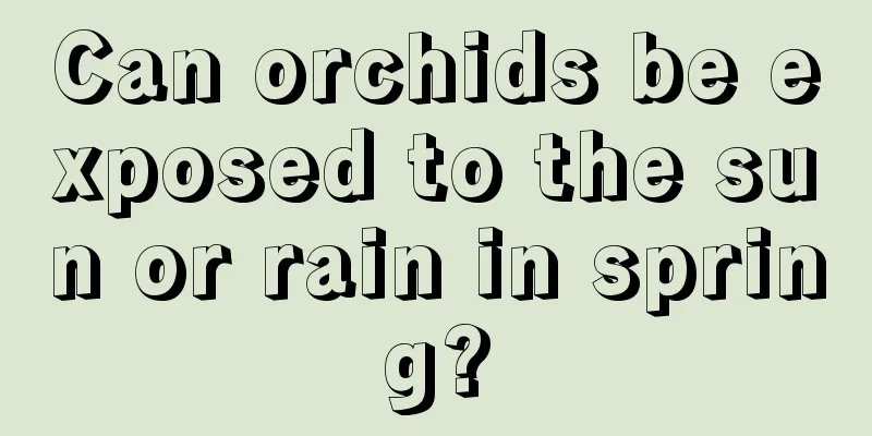 Can orchids be exposed to the sun or rain in spring?