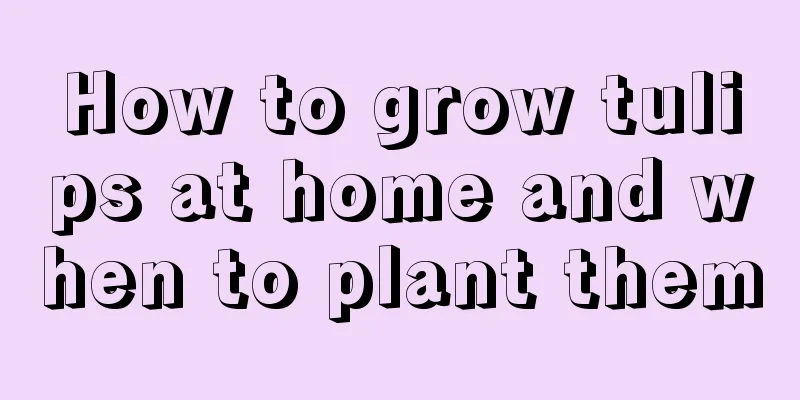 How to grow tulips at home and when to plant them