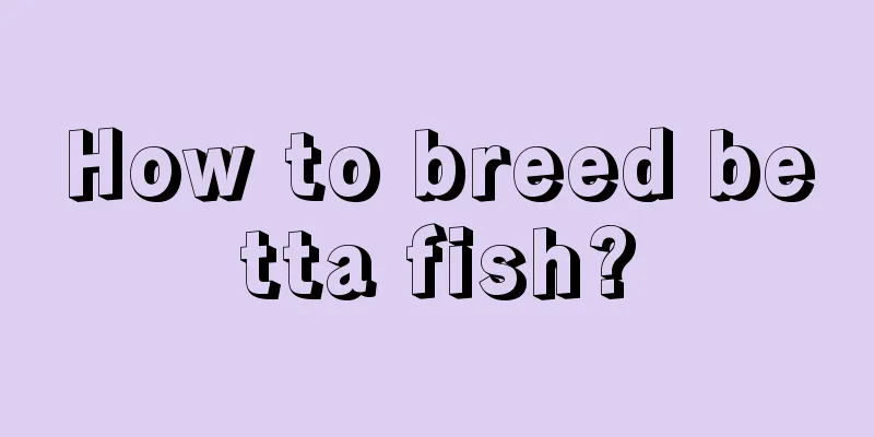 How to breed betta fish?