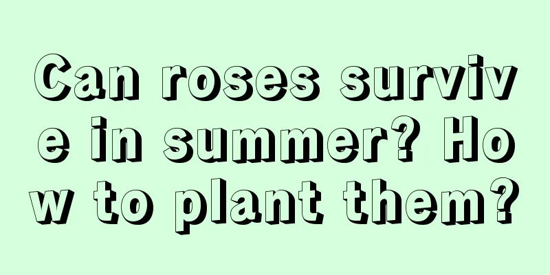 Can roses survive in summer? How to plant them?