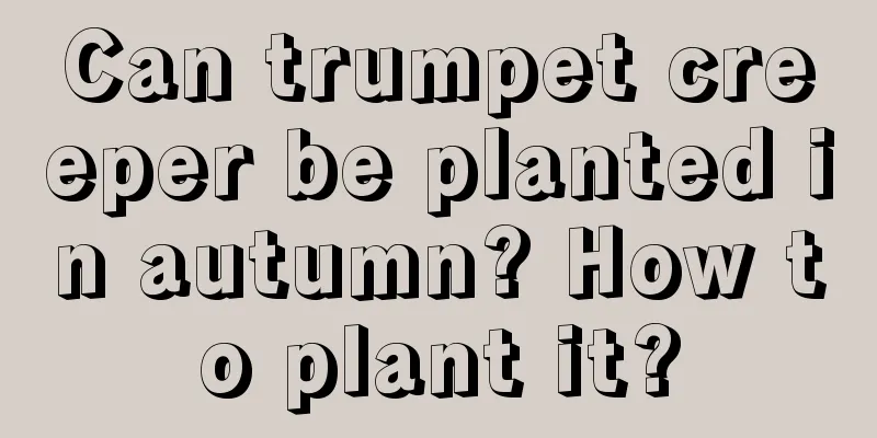 Can trumpet creeper be planted in autumn? How to plant it?