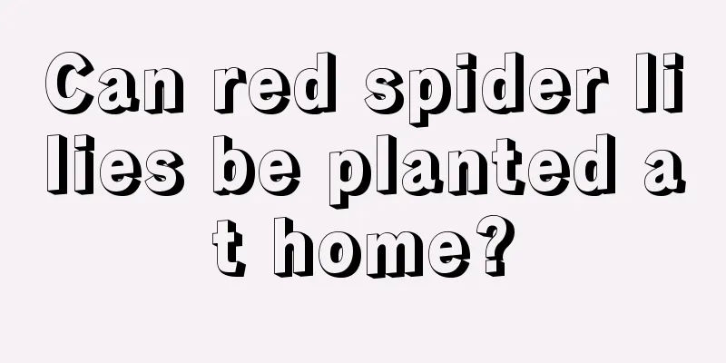 Can red spider lilies be planted at home?