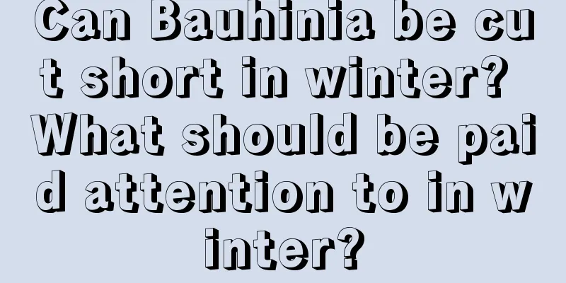 Can Bauhinia be cut short in winter? What should be paid attention to in winter?