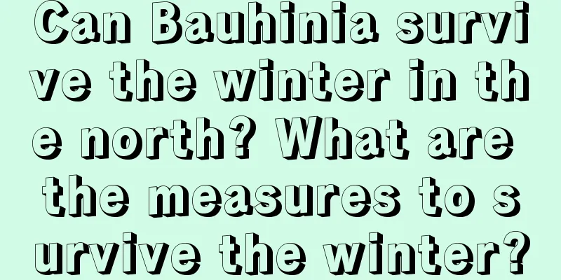 Can Bauhinia survive the winter in the north? What are the measures to survive the winter?