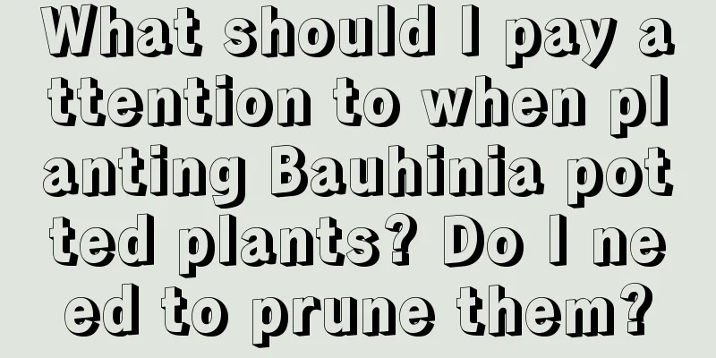 What should I pay attention to when planting Bauhinia potted plants? Do I need to prune them?