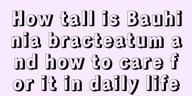 How tall is Bauhinia bracteatum and how to care for it in daily life