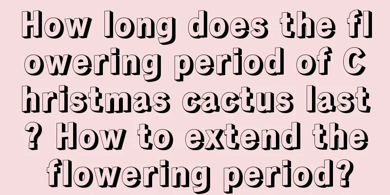 How long does the flowering period of Christmas cactus last? How to extend the flowering period?