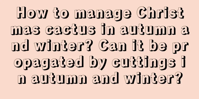 How to manage Christmas cactus in autumn and winter? Can it be propagated by cuttings in autumn and winter?