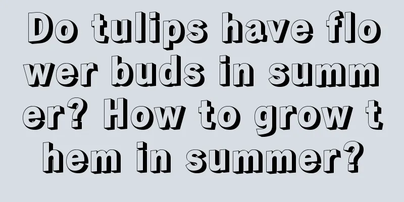 Do tulips have flower buds in summer? How to grow them in summer?