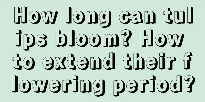 How long can tulips bloom? How to extend their flowering period?