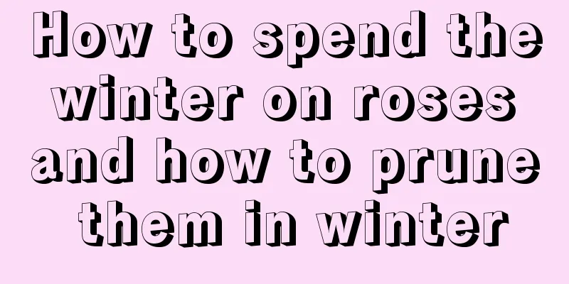 How to spend the winter on roses and how to prune them in winter