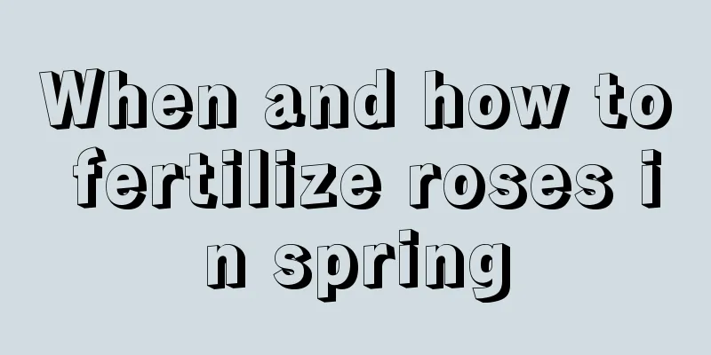 When and how to fertilize roses in spring