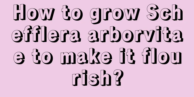 How to grow Schefflera arborvitae to make it flourish?