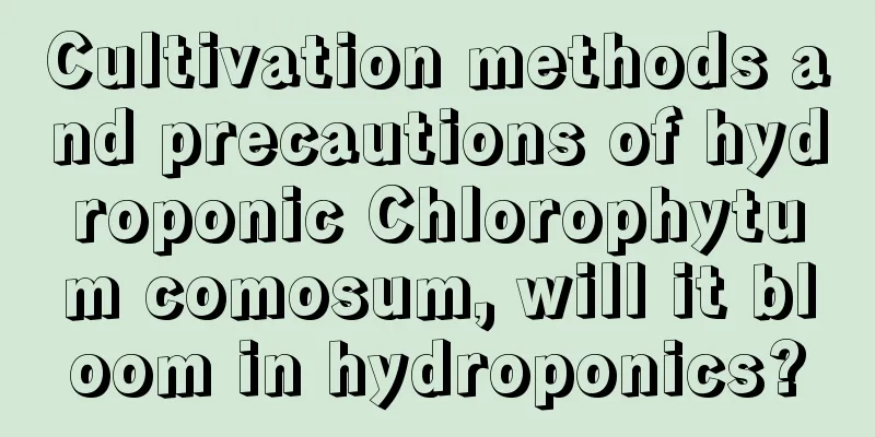 Cultivation methods and precautions of hydroponic Chlorophytum comosum, will it bloom in hydroponics?