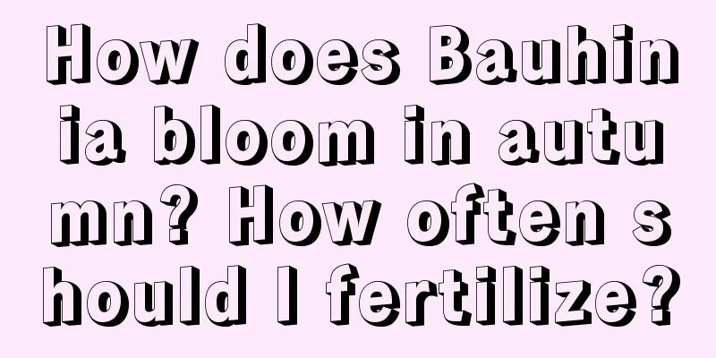 How does Bauhinia bloom in autumn? How often should I fertilize?