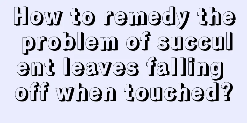 How to remedy the problem of succulent leaves falling off when touched?