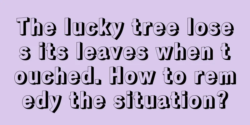 The lucky tree loses its leaves when touched. How to remedy the situation?