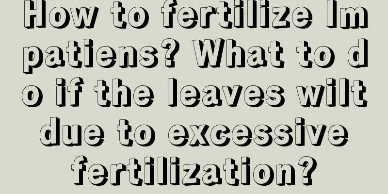 How to fertilize Impatiens? What to do if the leaves wilt due to excessive fertilization?