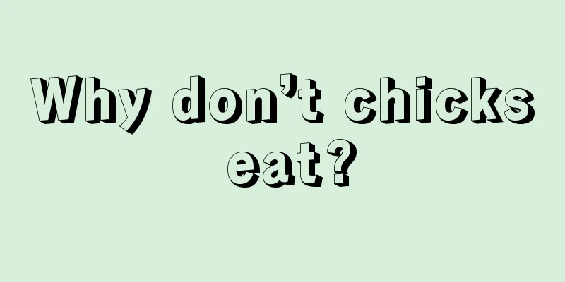 Why don’t chicks eat?