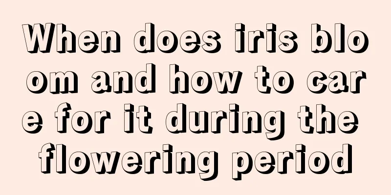 When does iris bloom and how to care for it during the flowering period