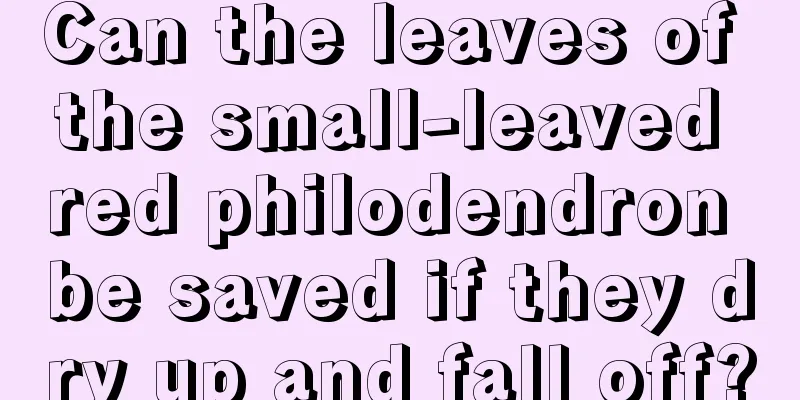 Can the leaves of the small-leaved red philodendron be saved if they dry up and fall off?