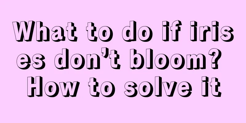 What to do if irises don’t bloom? How to solve it