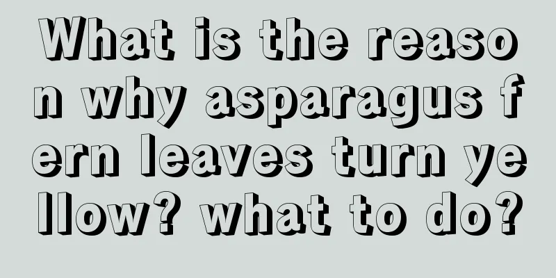 What is the reason why asparagus fern leaves turn yellow? what to do?