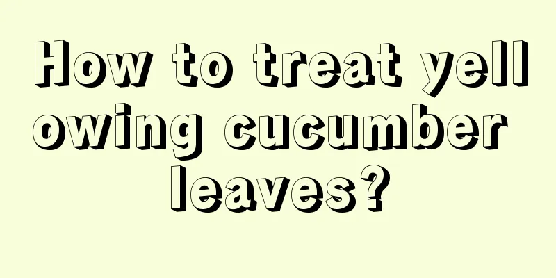 How to treat yellowing cucumber leaves?