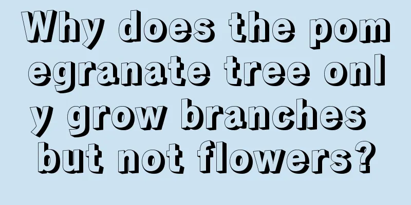 Why does the pomegranate tree only grow branches but not flowers?