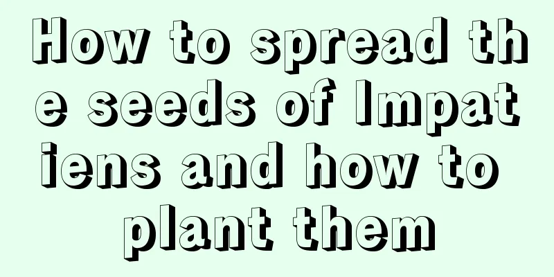 How to spread the seeds of Impatiens and how to plant them