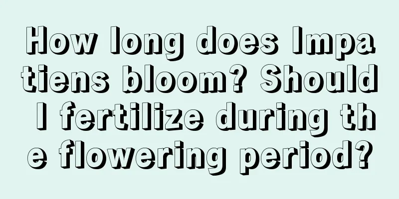 How long does Impatiens bloom? Should I fertilize during the flowering period?