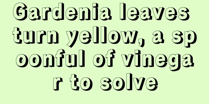 Gardenia leaves turn yellow, a spoonful of vinegar to solve