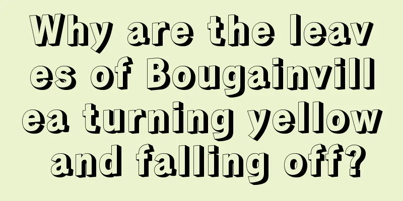 Why are the leaves of Bougainvillea turning yellow and falling off?