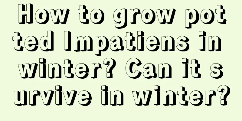 How to grow potted Impatiens in winter? Can it survive in winter?