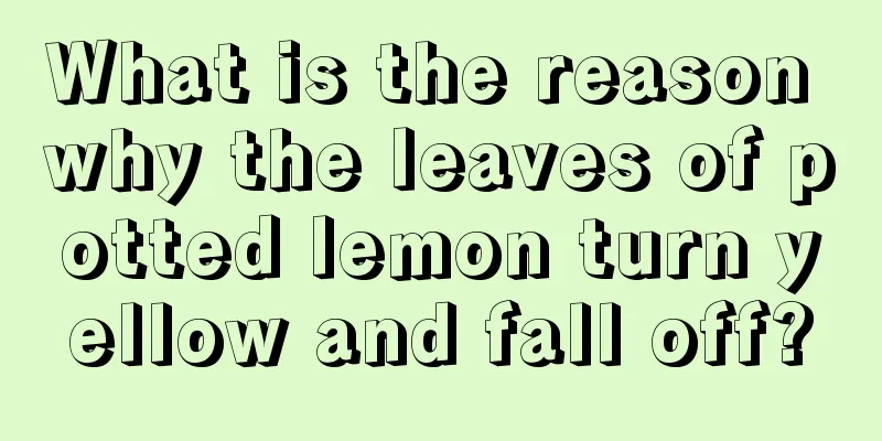 What is the reason why the leaves of potted lemon turn yellow and fall off?