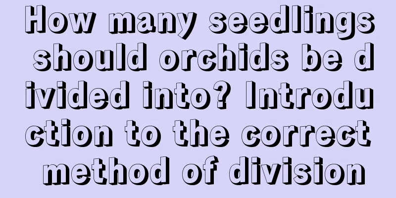 How many seedlings should orchids be divided into? Introduction to the correct method of division