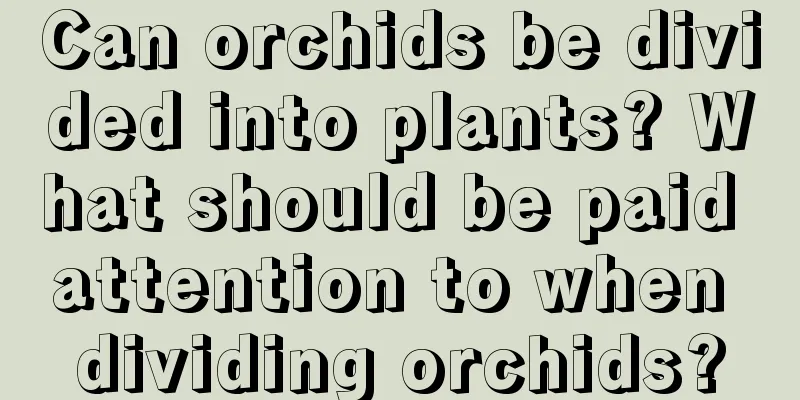 Can orchids be divided into plants? What should be paid attention to when dividing orchids?