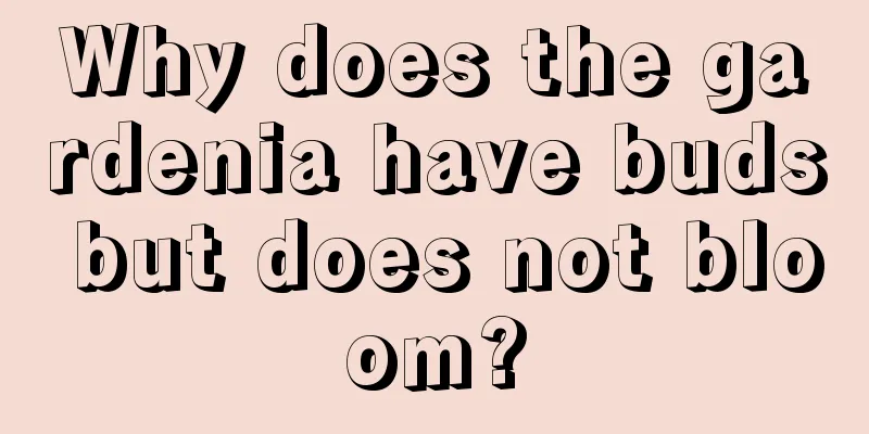 Why does the gardenia have buds but does not bloom?