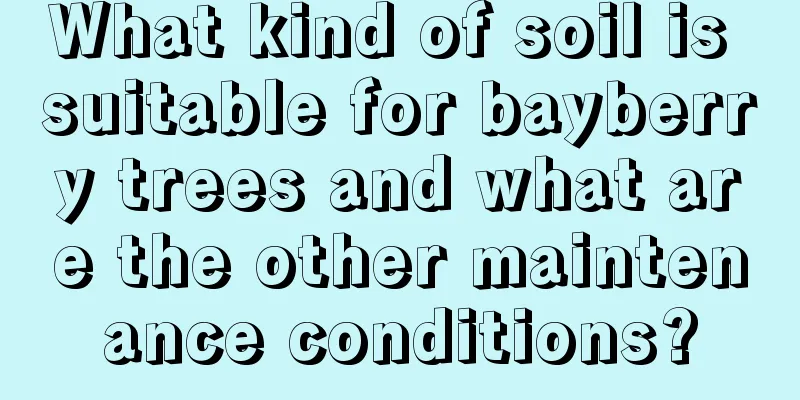 What kind of soil is suitable for bayberry trees and what are the other maintenance conditions?