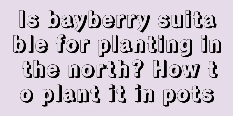 Is bayberry suitable for planting in the north? How to plant it in pots